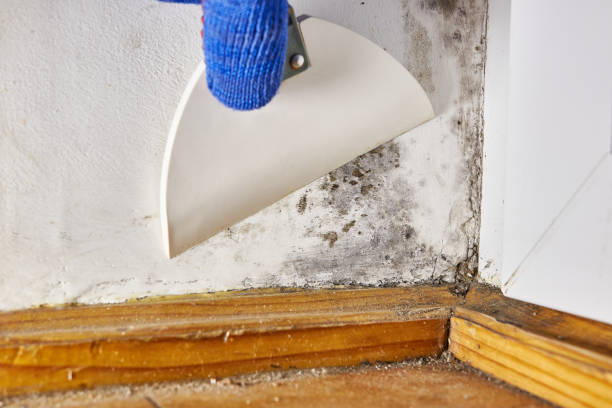 Best Commercial Mold Inspection  in Snowflake, AZ